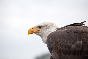 Portrait of a bald eagle on grass.