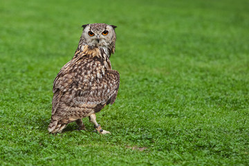 Eagle Owl