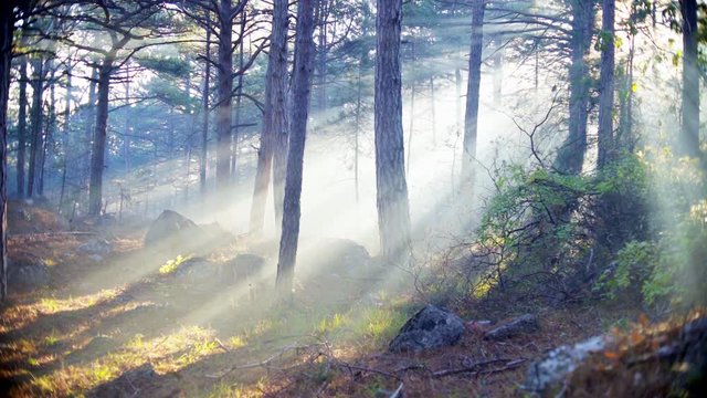 Summer fairy forest filled with sunlight