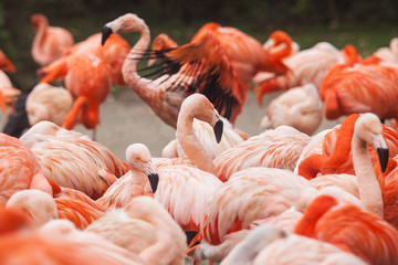 Flock of Pink Caribbean flamingos in water