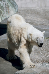 Eisb&auml;r im Tierpark