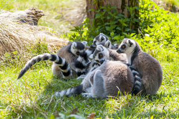 Lemur Family and Lemur catta