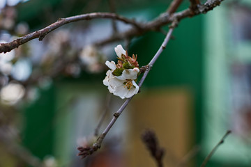 Cherry blossom/Blooming cherry. White flower on a branch of a cherry. Spring. Russia. Moscow region. May. Blurred background, bokeh. Beautiful, mood.