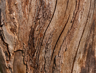 Texture "Apple Tree"/Beautiful texture of apple tree. The bark is removed from the tree trunk. As a texture, an apple tree trunk without bark is used.