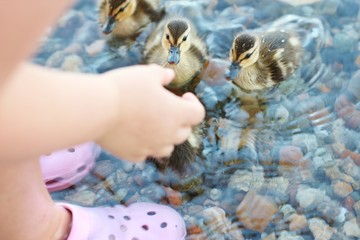 Sweet ducklings looking for sustinance.