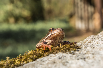 The frog sits on a rock covered with moss