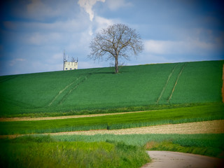 Obstbaum im Feld