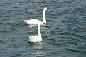 Obraz premium Schwäne auf einem See
