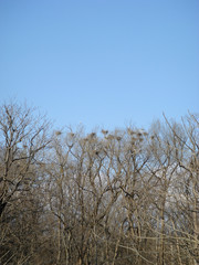 たくさんのアオサギと巣のある高木 (縦)