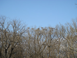 たくさんのアオサギと巣のある高木 (横)