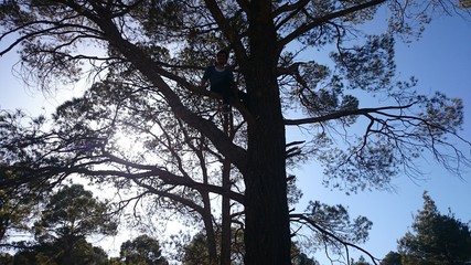 tree