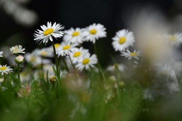 Fototapeta premium Gänseblümchen in der Wiese