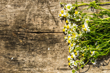 Chamomile flowers on rustic wooden background with copy space. Top view