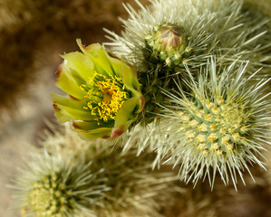 The Cholla Flower