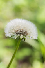 Pusteblume im Hülser Bruch
