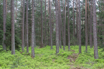 forest in spring