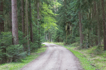 Fototapeta premium forest in spring