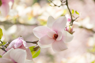 Background with blooming pink magnolia flowers