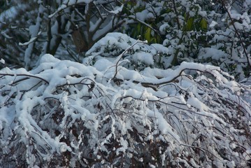 Snow branch