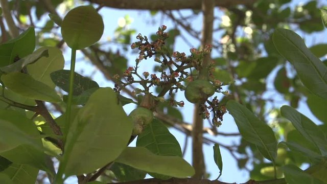 Cashewnuts tree in the Pantanal,  Mato Grosso do Sul