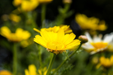 Yellow daisies