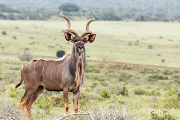 Naklejka na ściany i meble Kudu standing tall between the grass