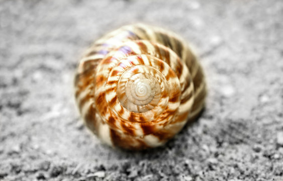 hermit  shell's back plan. Cancer hermit, inhabitant of the Maldive Islands