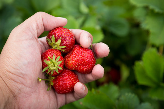 A handful Strawberries