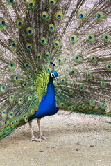 Obraz premium Beautiful peacock male showing bright colorful feathers