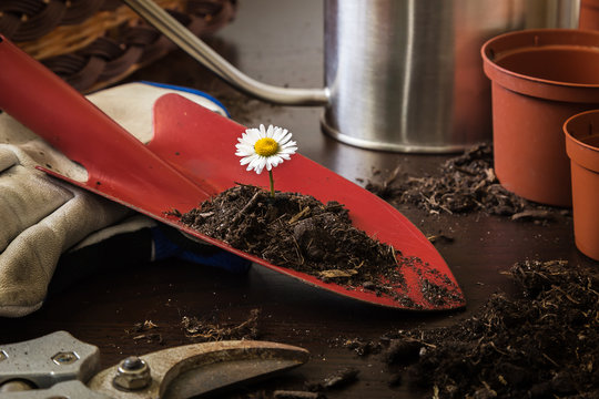 Home gardening