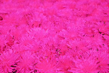 Background of flowers of dandelions located nearby tinted in violet color