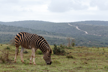 Fototapeta na wymiar Zebra standing close to the path way