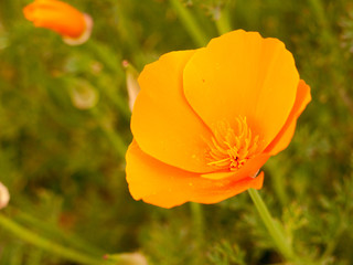 Fototapeta premium orange flower head open up in sunlight in late summer afternoon