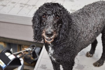 Black GoldenDoodle Dog on Dock