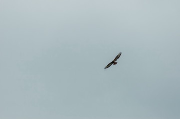 Large ferruginous hawk in flight with blue sky background, Plana mountain, Bulgaria 