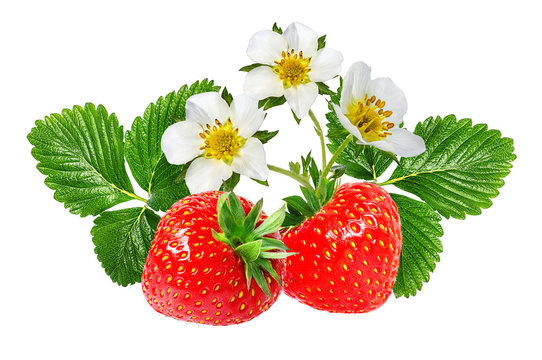 strawberry and strawberry flower isolated on white