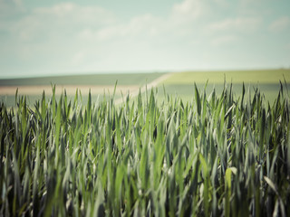 Obraz premium Rolnictwo wiosną