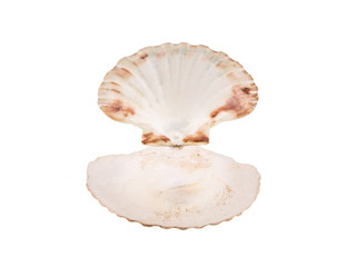Open seashell on white isolated background