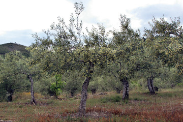 Olivos en flor, Sauceda, hurdes, España