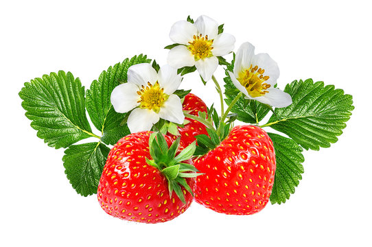 strawberry and strawberry flower isolated on white