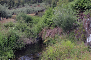 Paisaje de arroyo, Sauceda, hurdes, España