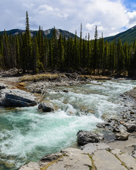 The river Elbow flowing through the forest