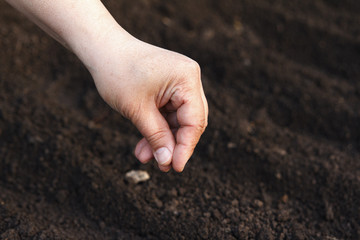 Sow vegetable seeds. Woman's hand makes small seeds in the black earth land closeup