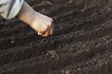 Sow vegetable seeds. Woman's hand makes small seeds in the black earth land closeup
