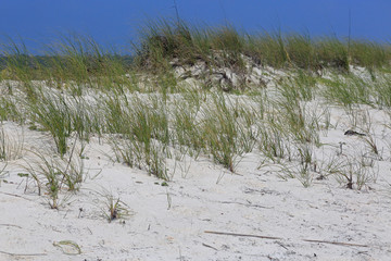 Grasses on a sand dune on the coast of the Gulf of Mexico with a clear blue sky