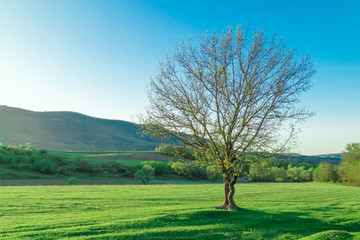 Beautiful scenery - a tree on a green glade surrounded by mountains