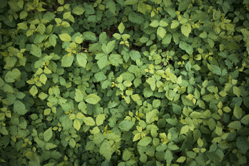 A summer pattern of green clover plants