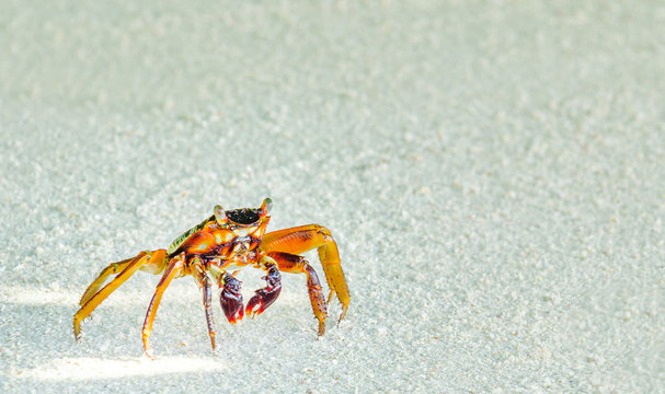 Maldives crab closeup