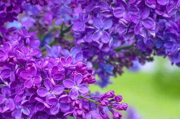 Lilac inflorescence