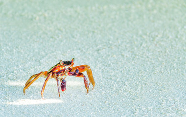 Maldives crab closeup